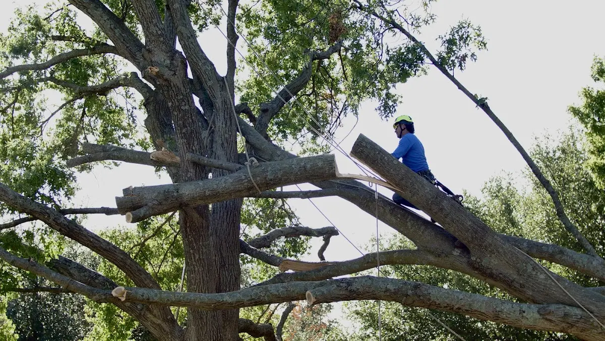 Professional Hazardous Tree Removal performed by certified arborists in Marfa