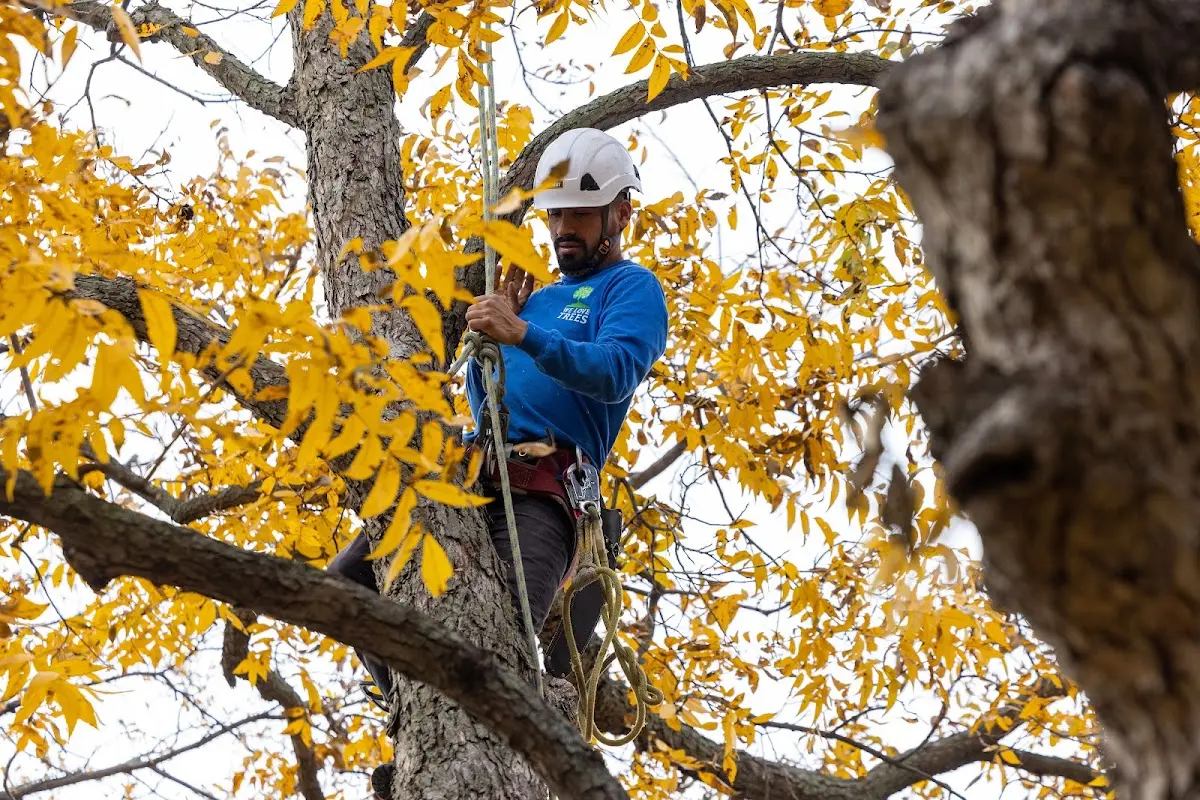 Skilled Tree Planing crew working in Marfa